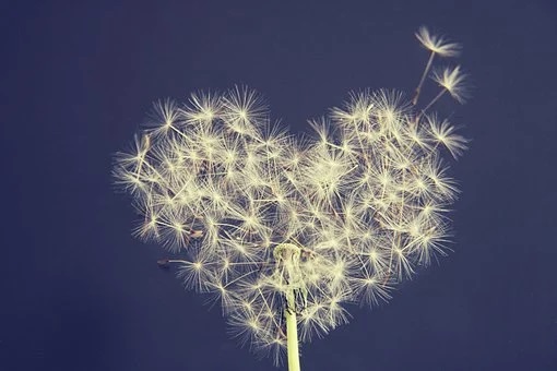 dandelion-5063527__340.jpg